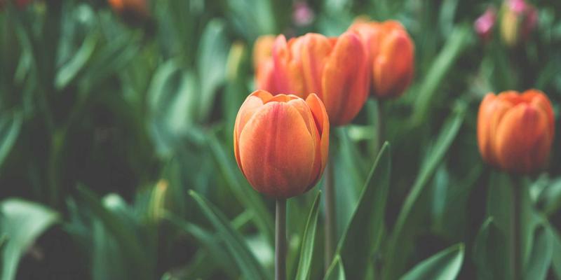 掌握E-A-T原则：如何通过专业内容提升网站推广效果与谷歌排名