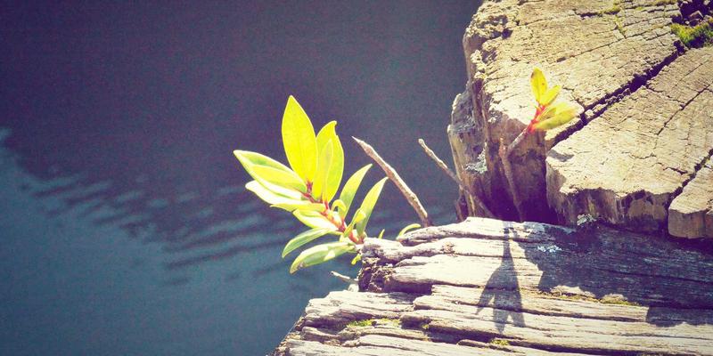 揭秘竞争对手SEO策略：如何逆向工程并借助中国易搜提升谷歌排名与网站推广效果