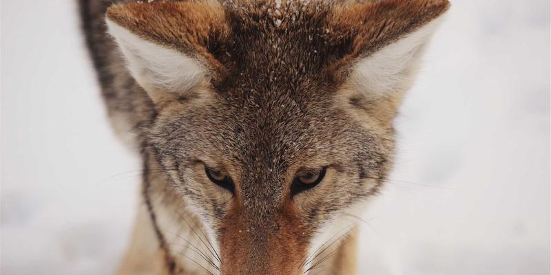 百度优化新视角：社交媒体信号如何间接提升搜索引擎排名